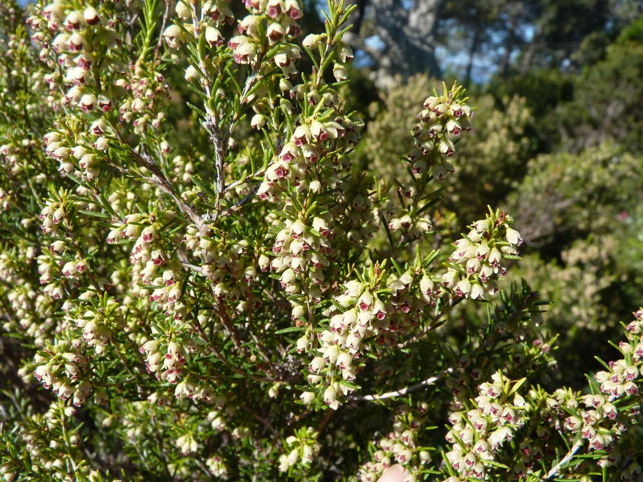 Erica scoparia flower