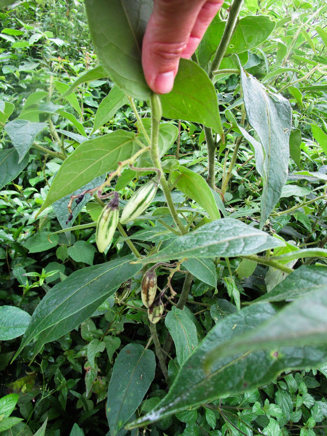 Solanum sciadostylis habit