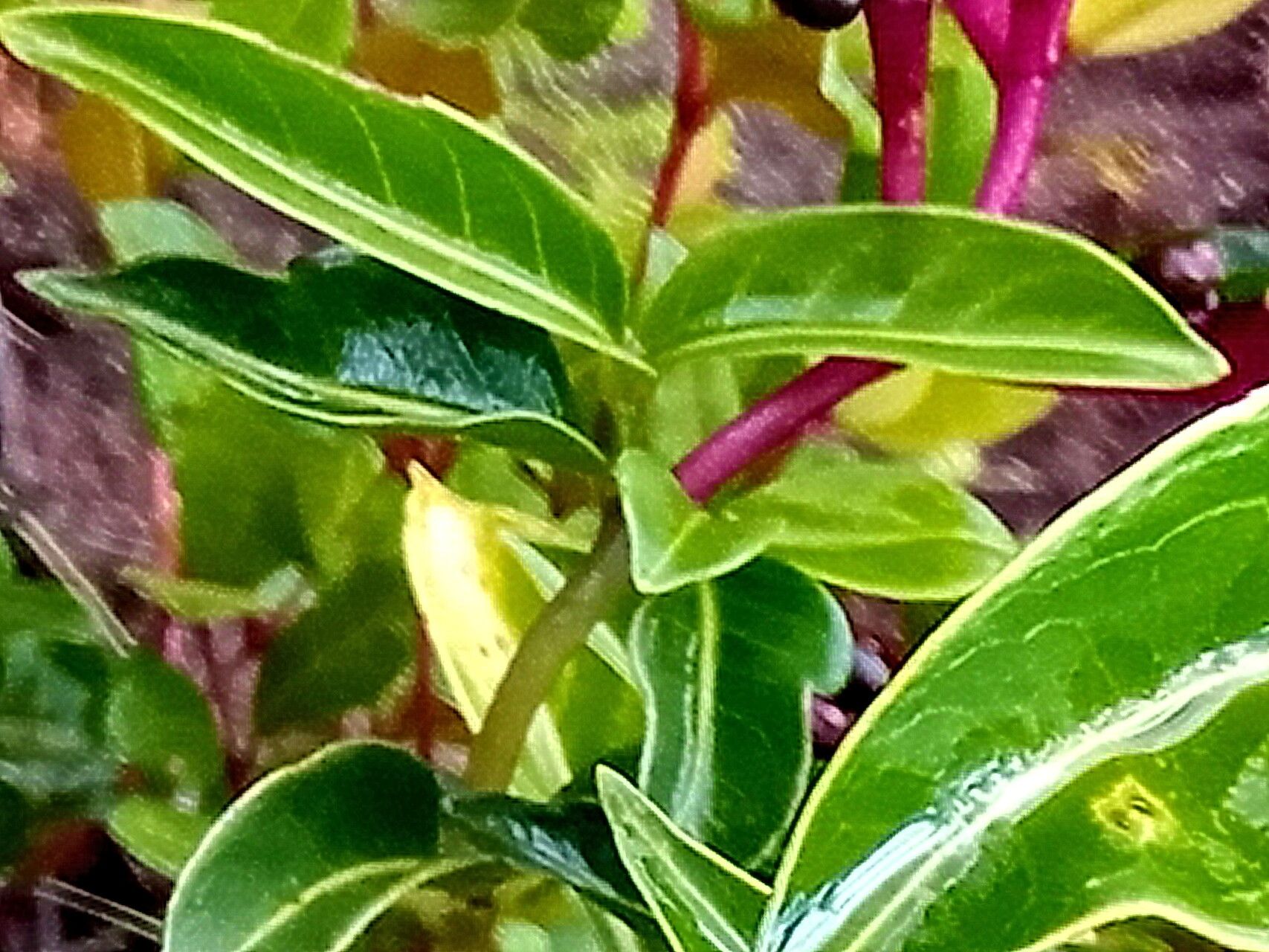 Chassalia bojeri — houseplant care guide