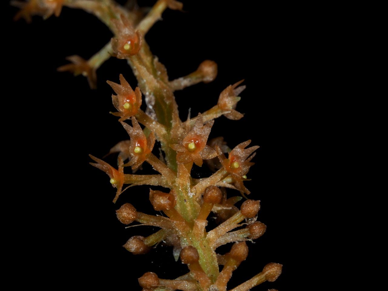 Oberonia bifida fruit