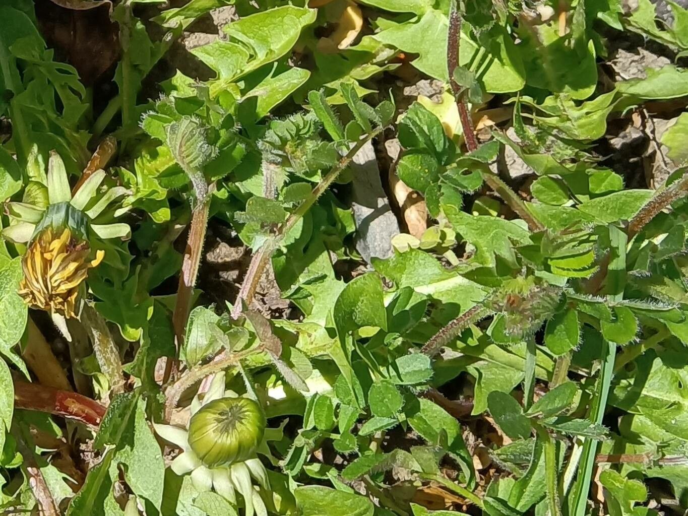 Taraxacum discretum — search result for 'Taraxacum'