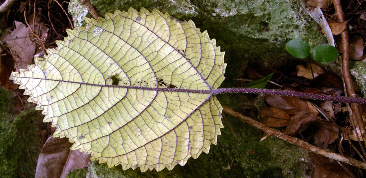 Dendrocnide peltata leaf