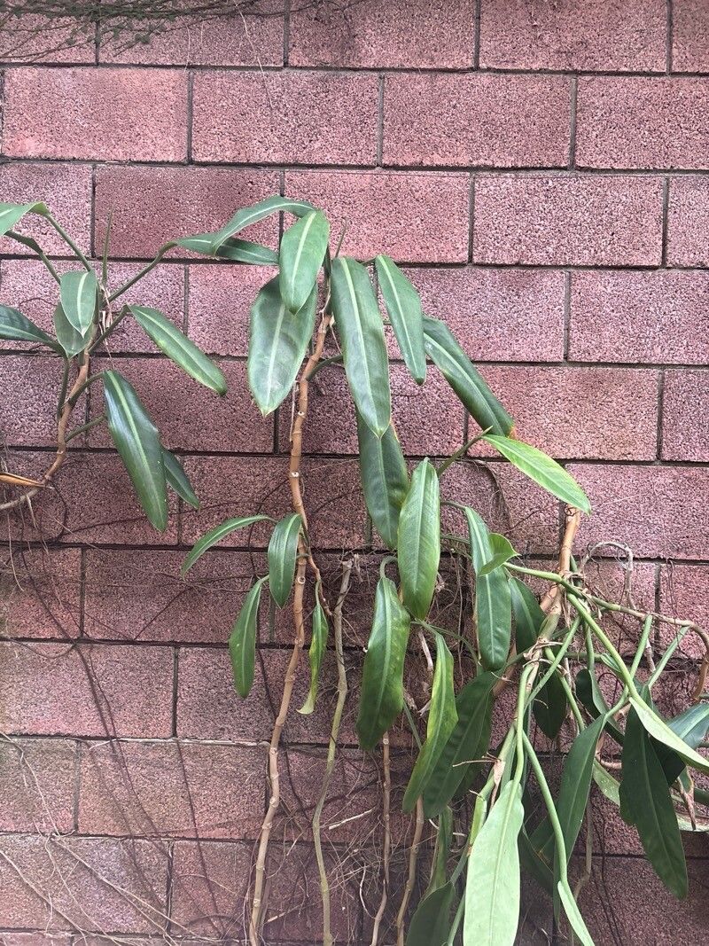 Philodendron longilaminatum leaf