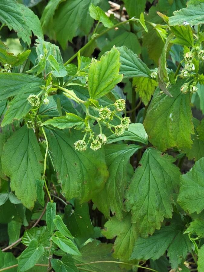 Ranunculus recurvatus flower