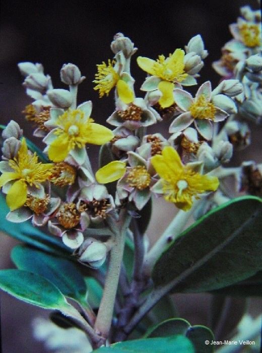 Hibbertia wagapii — houseplant care guide