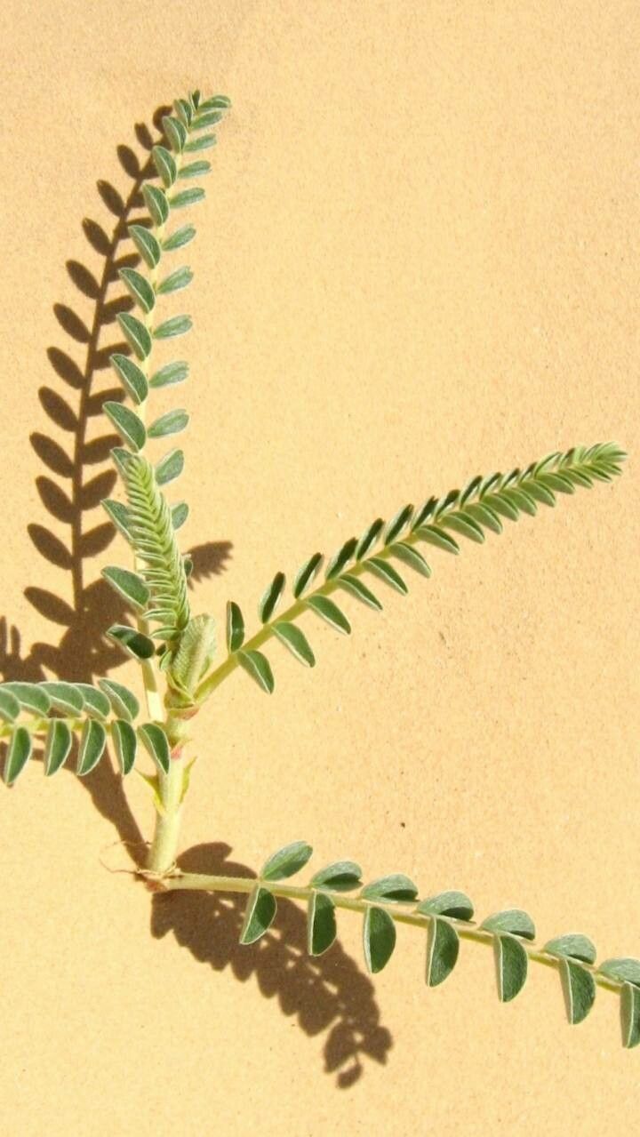 Astragalus gombo leaf
