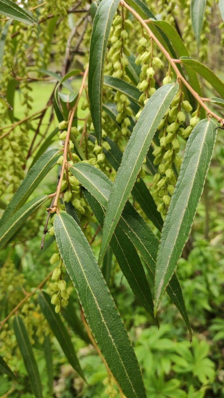 Stachyurus salicifolius leaf