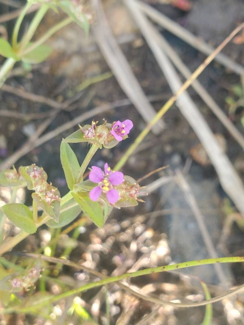 Ammannia senegalensis — search result for 'Ammannia'