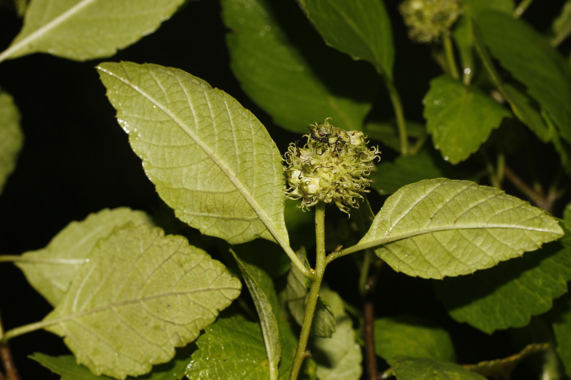 Varronia bullata fruit