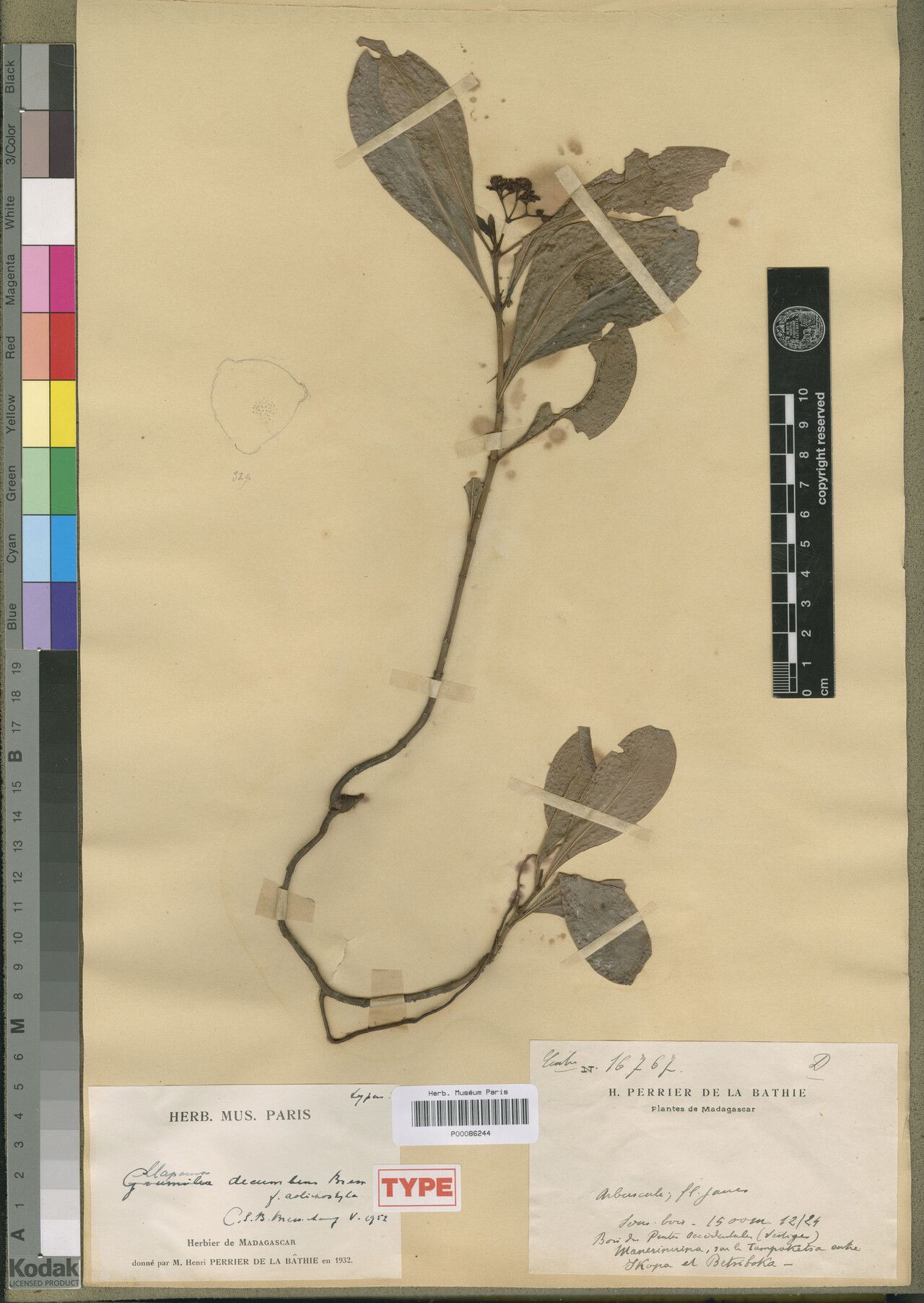 Psychotria decumbens — houseplant care guide