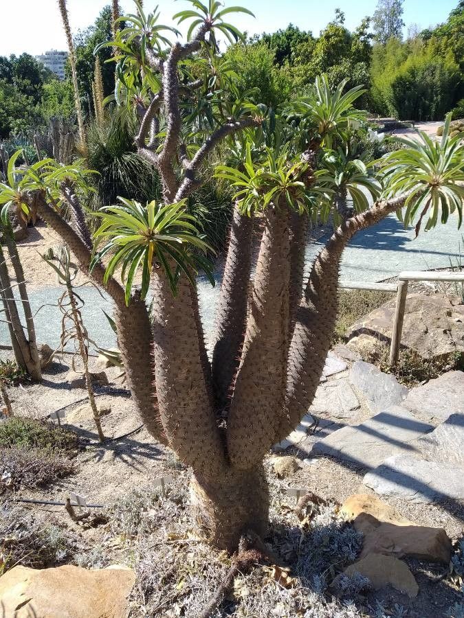Pachypodium lamerei — cacti and succulents houseplant
