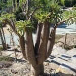 Pachypodium lamerei