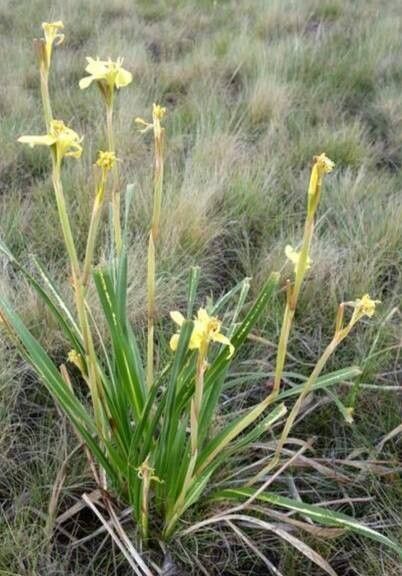 Moraea alticola habit