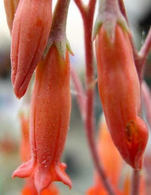 Adromischus phillipsiae flower