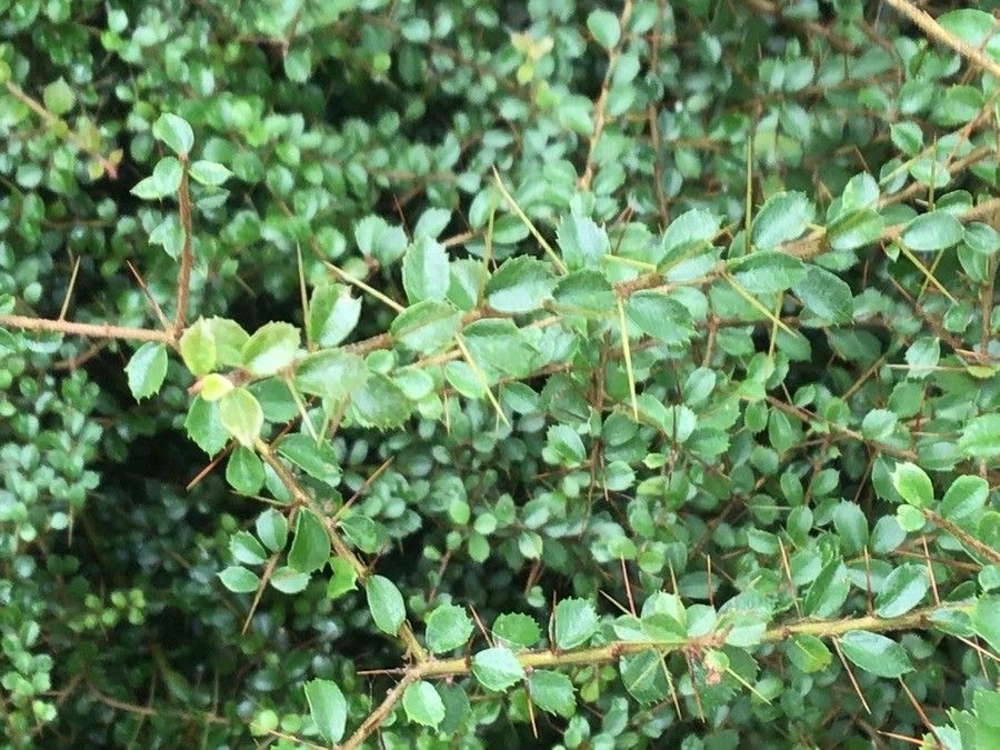 Pittosporum spinescens — search result for 'Pittosporum'