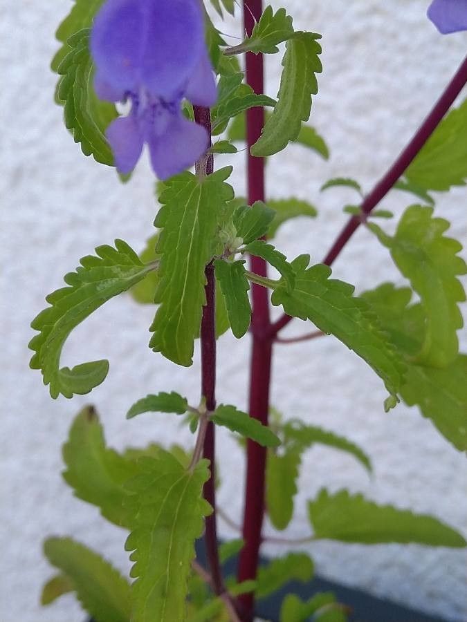 Dracocephalum moldavica leaf