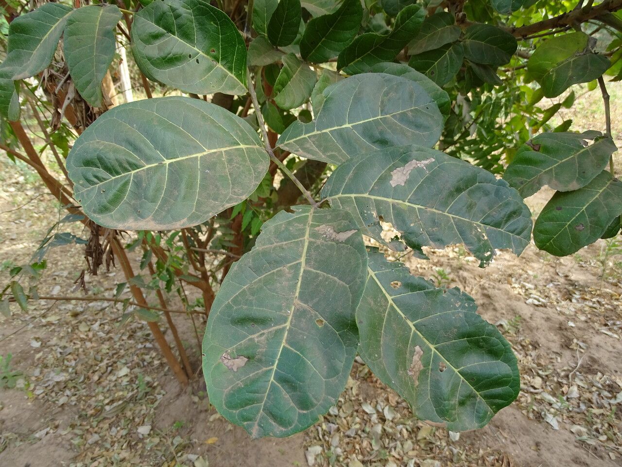 Kiggelaria africana leaf