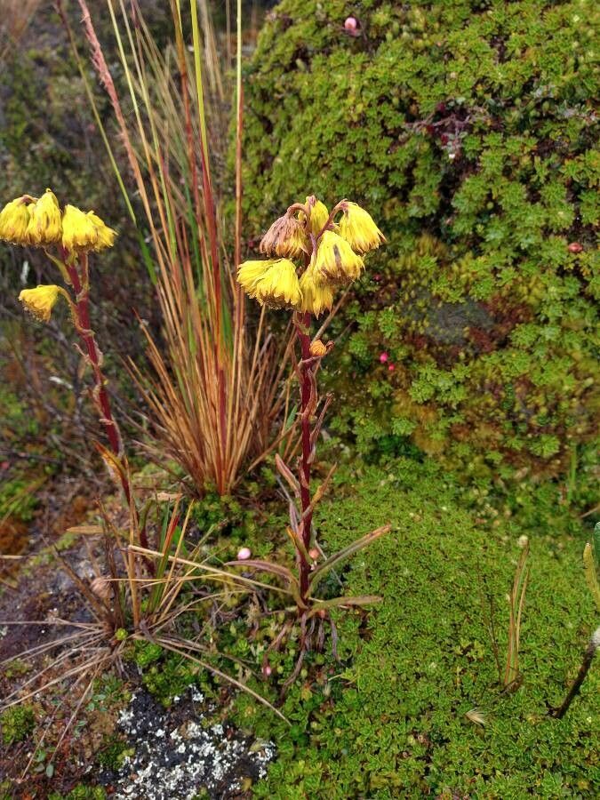 Senecio chionogeton habit