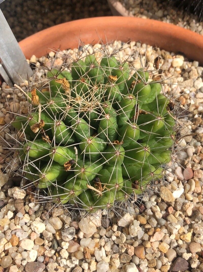Mammillaria longimamma leaf