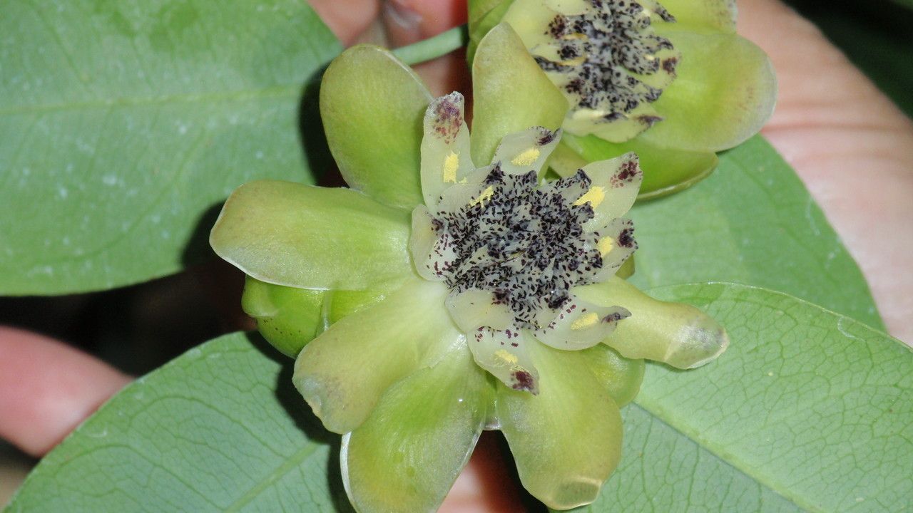 Austrobaileya scandens flower