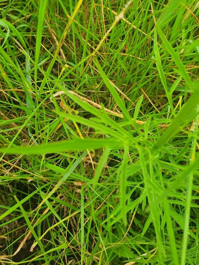Bidens hildebrandtii leaf