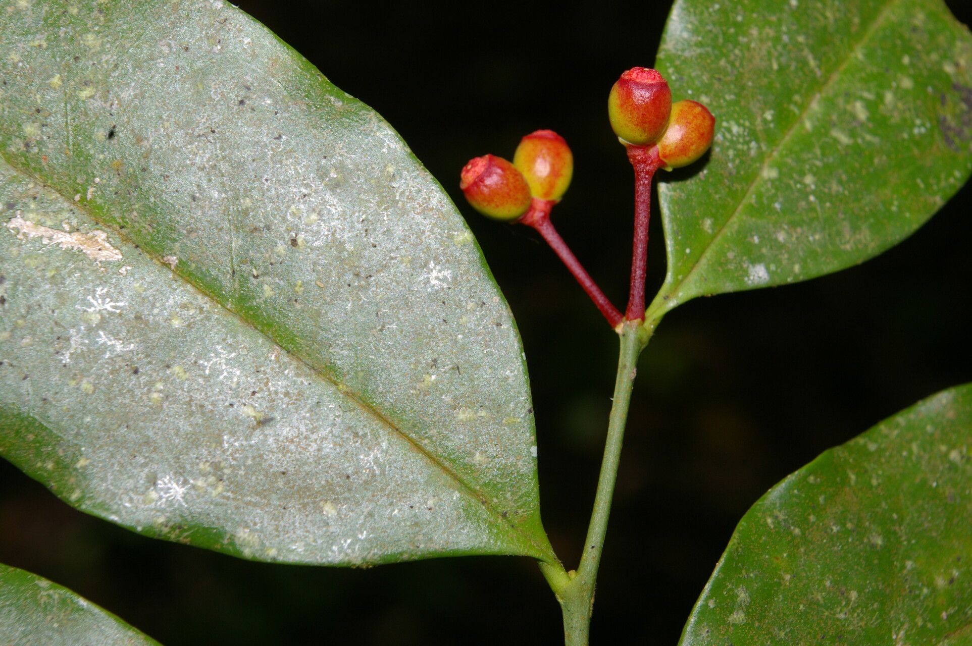 Schoepfia macrophylla flower