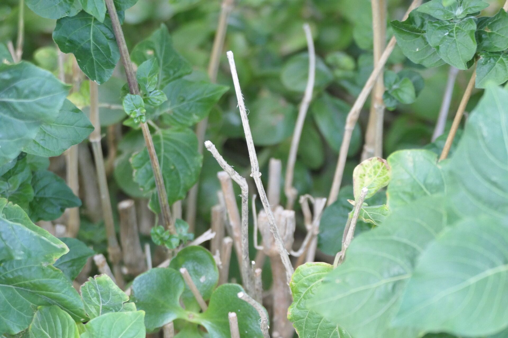 Hypoestes aristata bark
