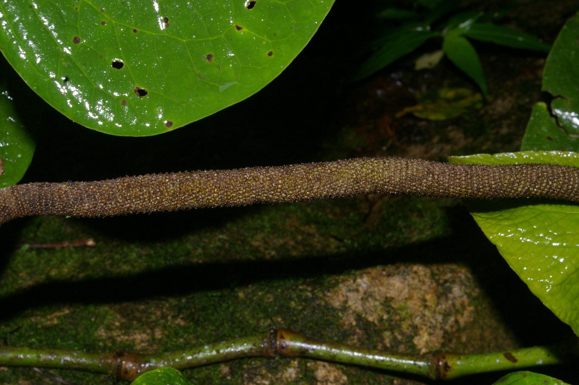 Piper subfuscum bark