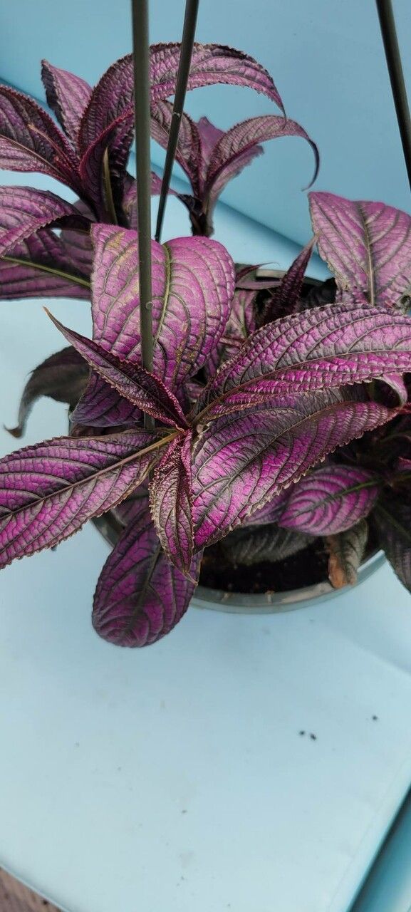Strobilanthes auriculata — search result for 'Strobilanthes'