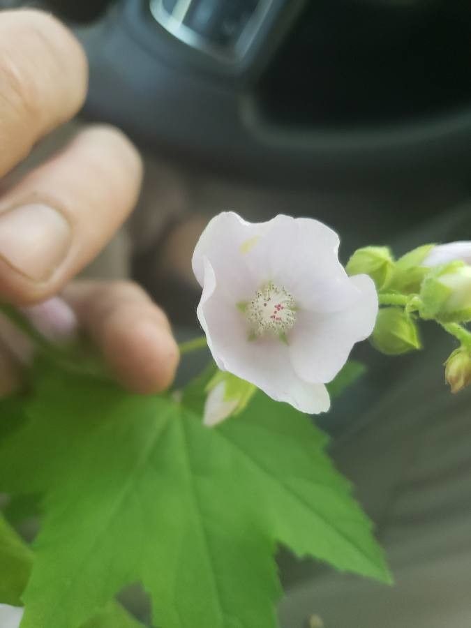 Iliamna rivularis flower