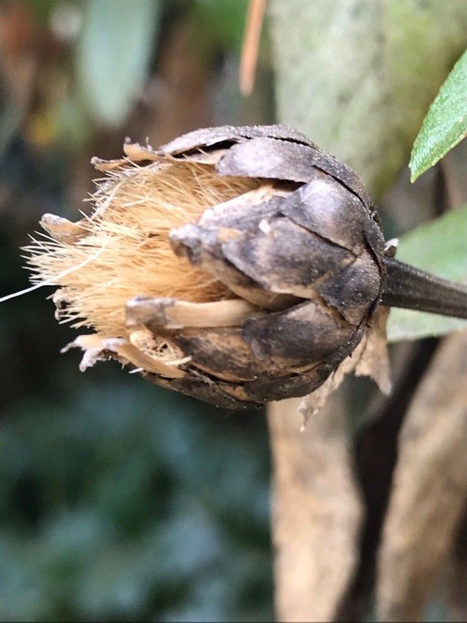 Cheirolophus arbutifolius fruit