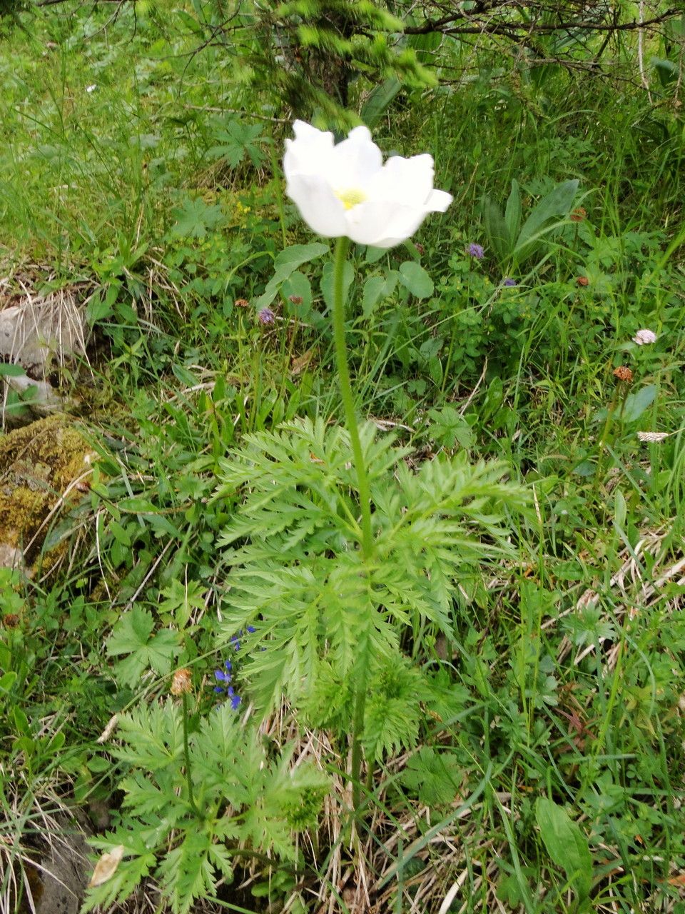 Potentilla pedata habit