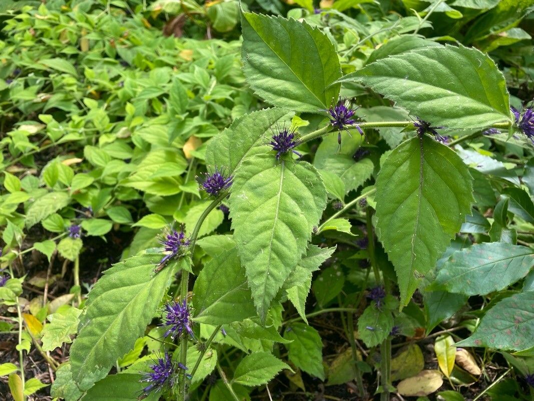 Veronicastrum villosulum habit