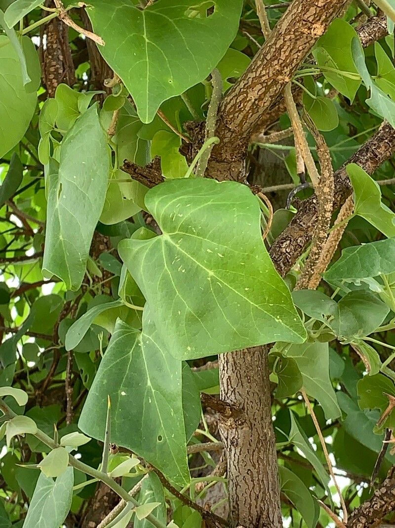 Tinospora bakis — search result for 'Senegal'