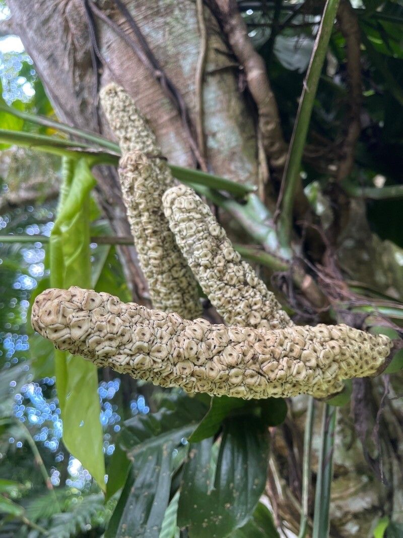 Monstera punctulata fruit