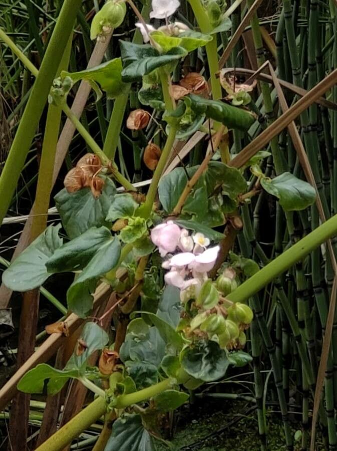 Begonia hirtella flower