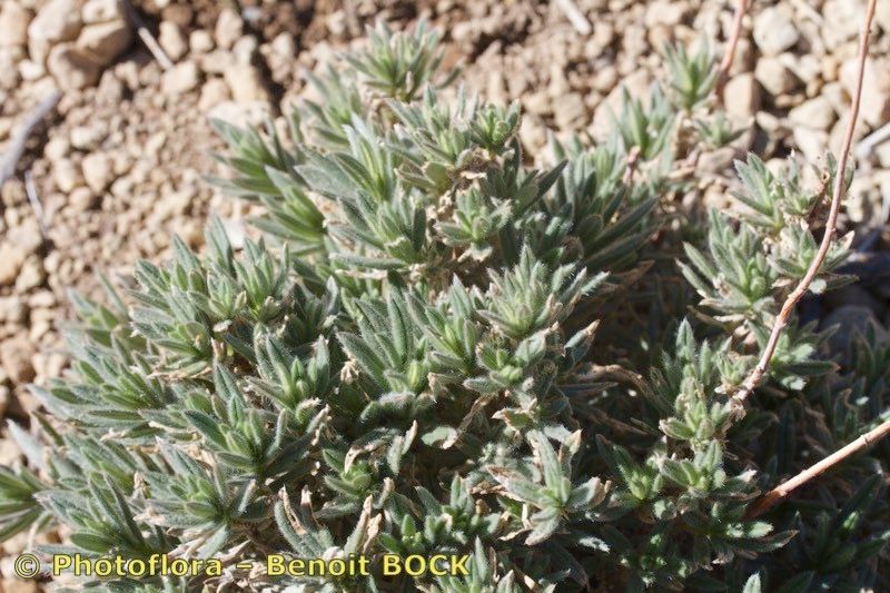 Helianthemum juliae habit