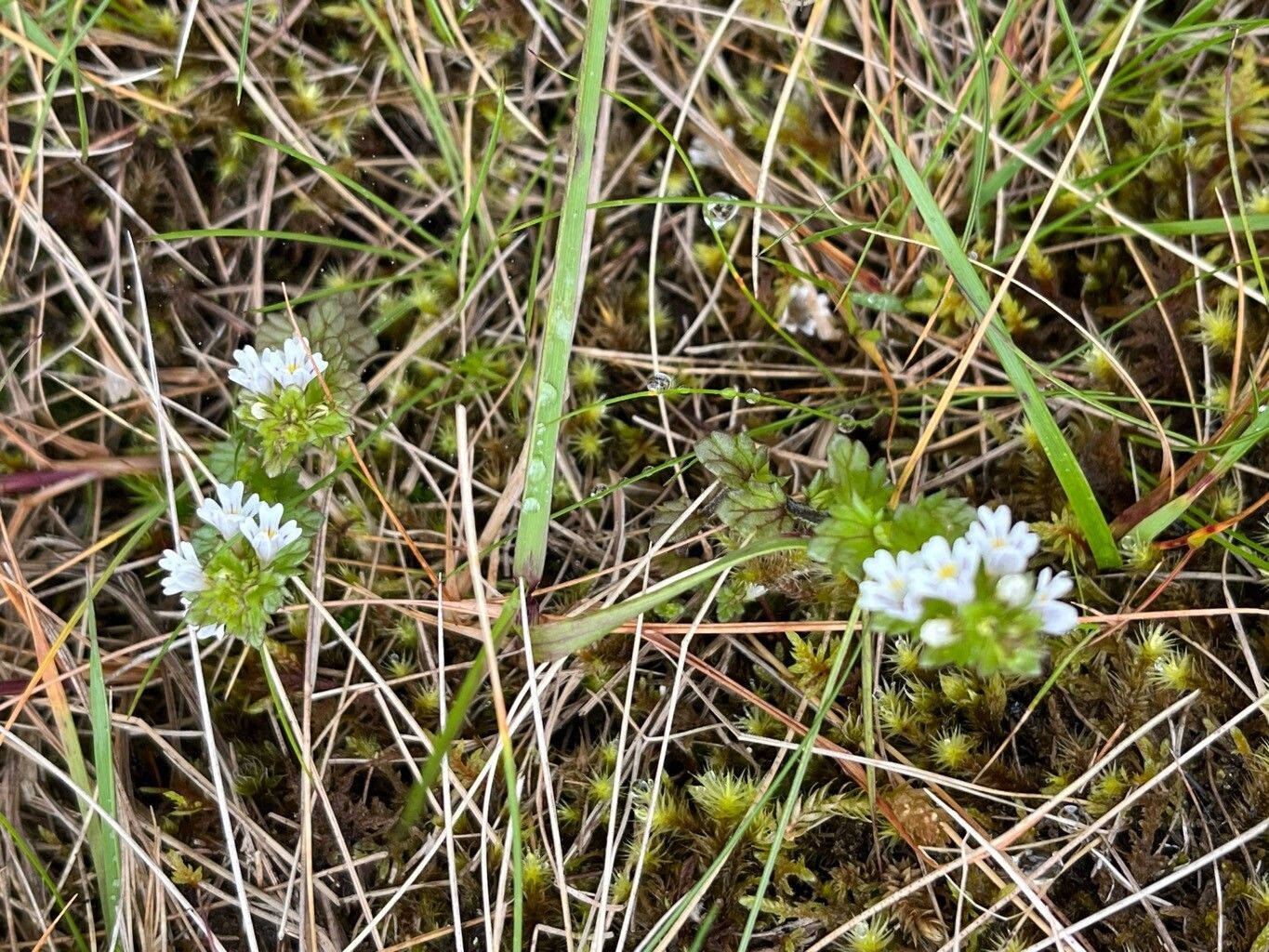 Euphrasia frigida flower