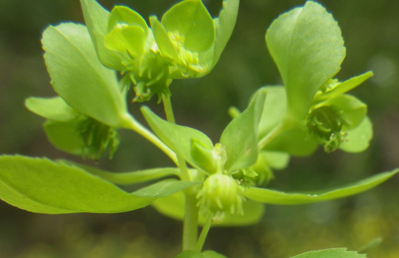 Euphorbia cuneifolia flower