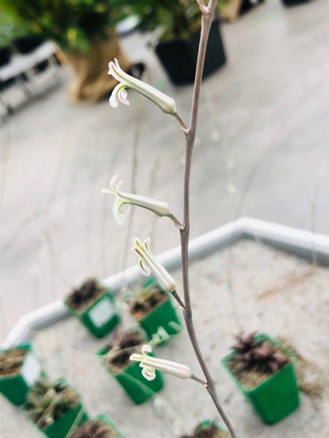Haworthia tessellata flower