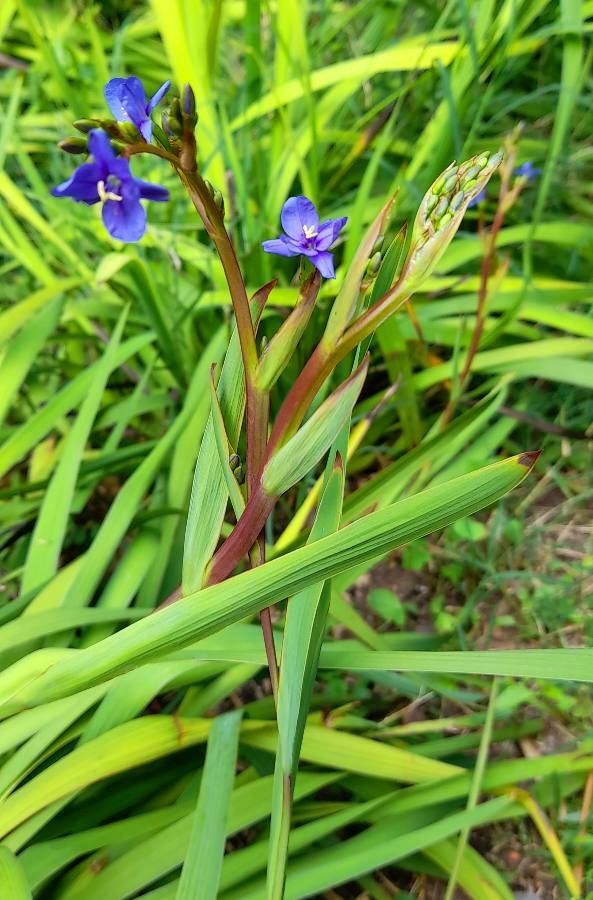 Aristea ecklonii habit