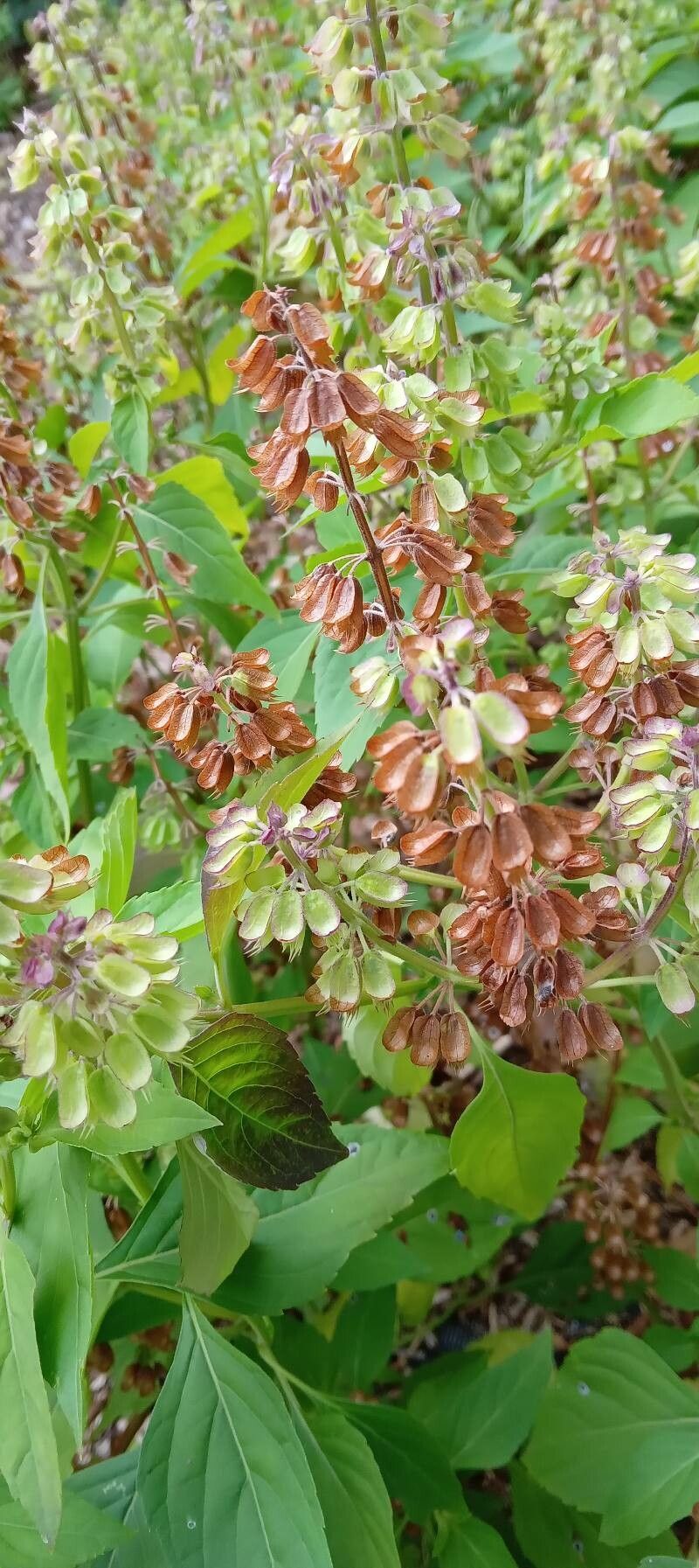 Ocimum campechianum flower