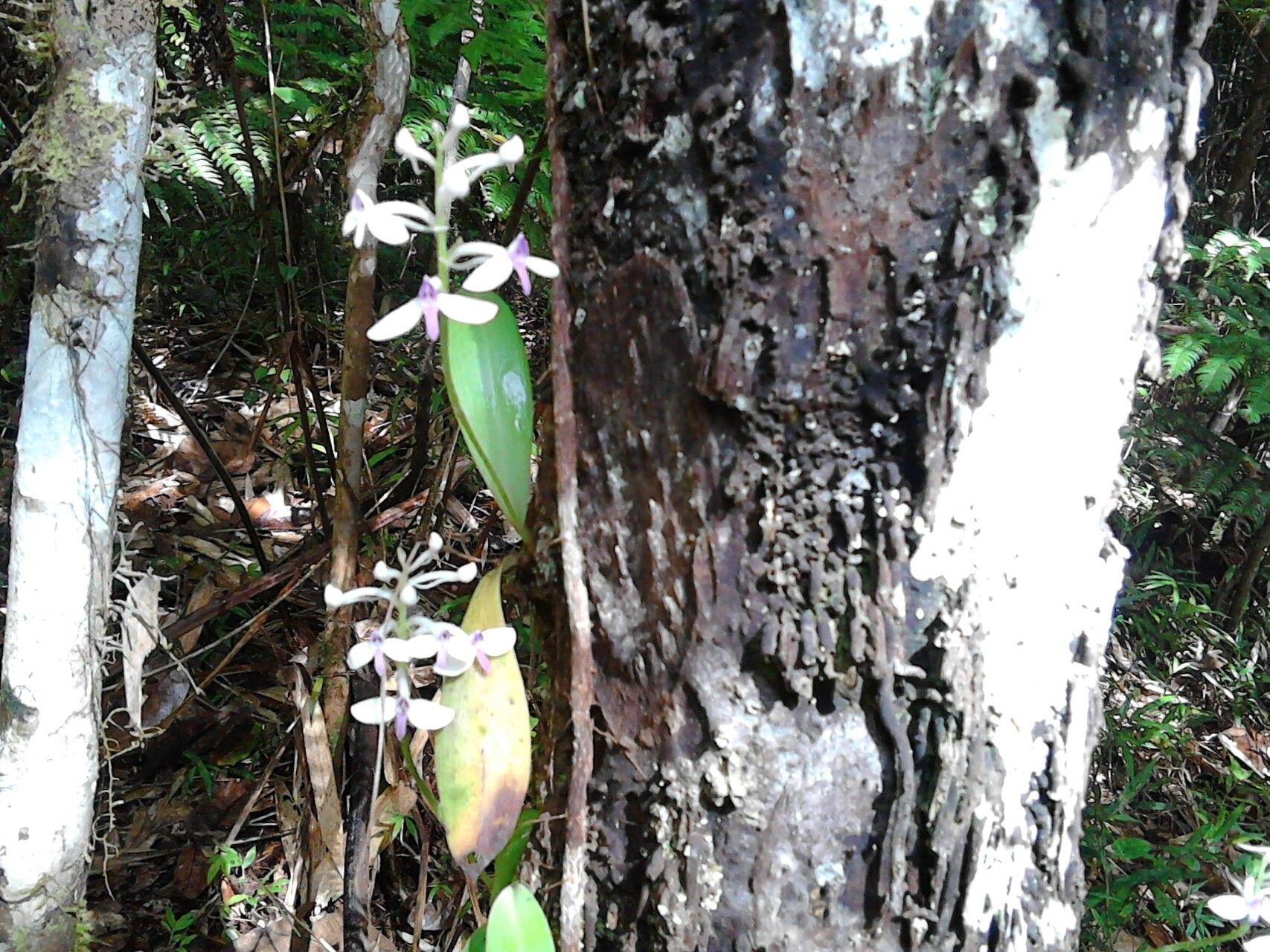 Cynorkis nutans habit