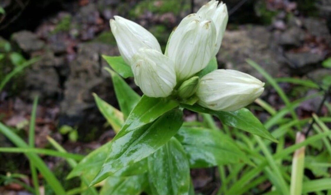 Gentiana alba