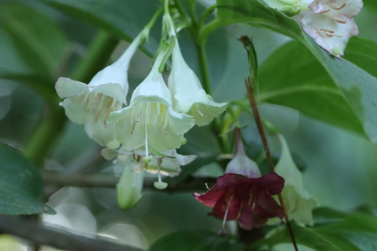Weigela coraeensis flower