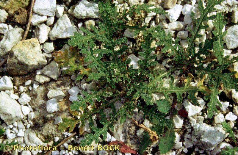 Erucastrum supinum habit