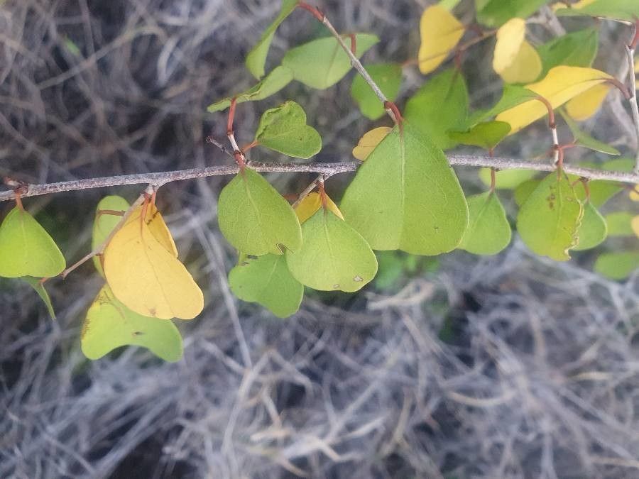 Flueggea virosa leaf