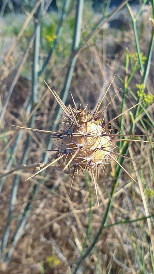 Centaurea sulphurea flower