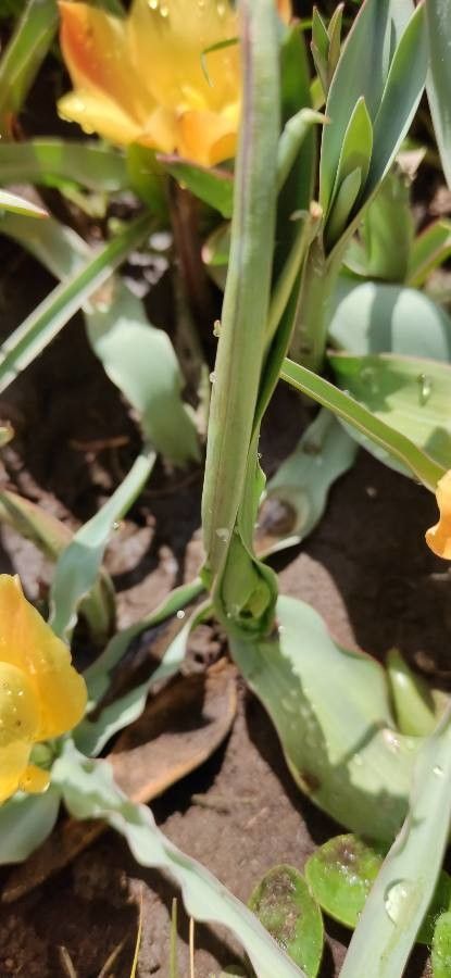 Tulipa linifolia leaf