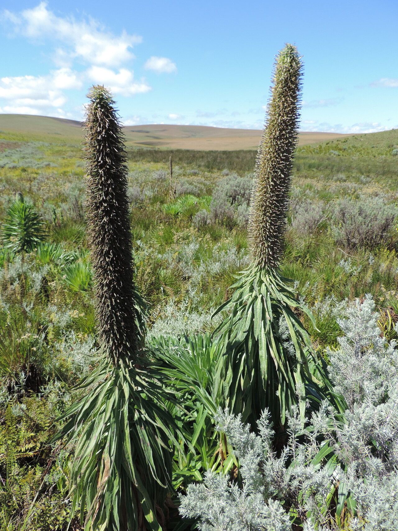 Lobelia mildbraedii habit